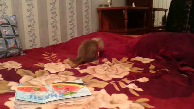 Пушик смотреть онлайн