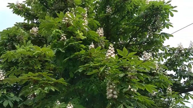 14 мая.Северный степной Крым.Гудит конский каштан. смотреть онлайн