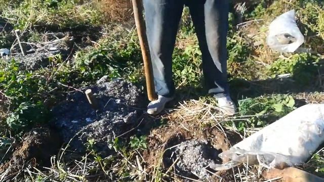 Эксперимент. Посадка пней павловнии в грибные блоки от вешенки. смотреть онлайн