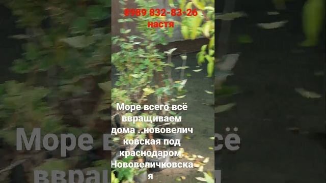 саженцы с закрытой корневой системой