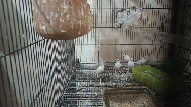 Java Self and Adult Pieces | Java Pathy for Next Season | Java Home Breed смотреть онлайн