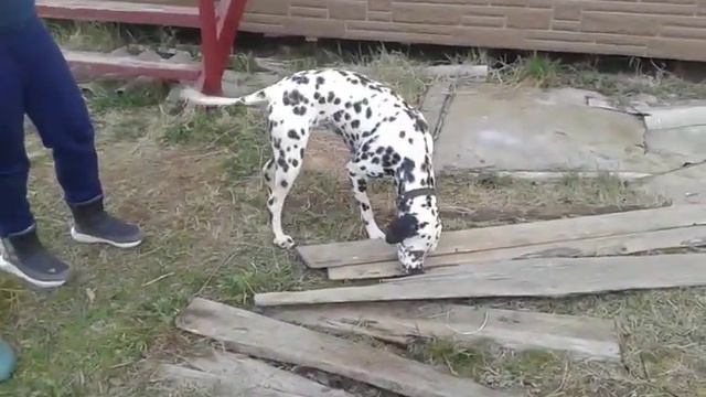 Дача, прогулка, свежий воздух)