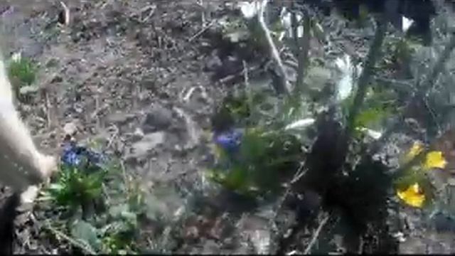 Spring primroses near the house смотреть онлайн