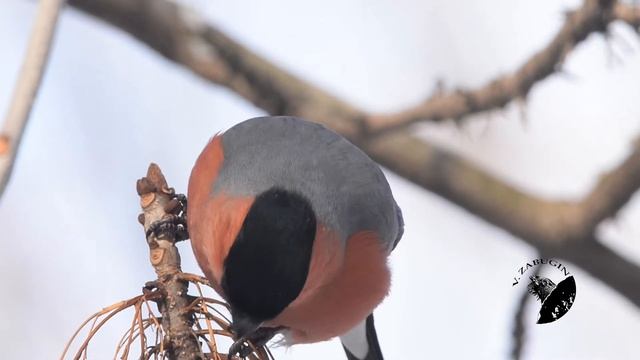 Снегири и зарянки смотреть онлайн