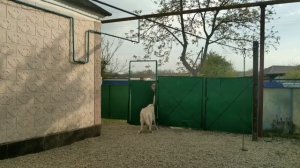 Охрана дома. Среднеазиатская овчарка. ТЕСТ №81