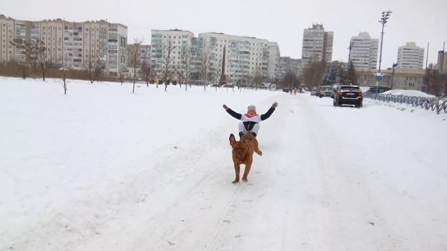 Бордоский дог в упряжке саней 2 смотреть онлайн