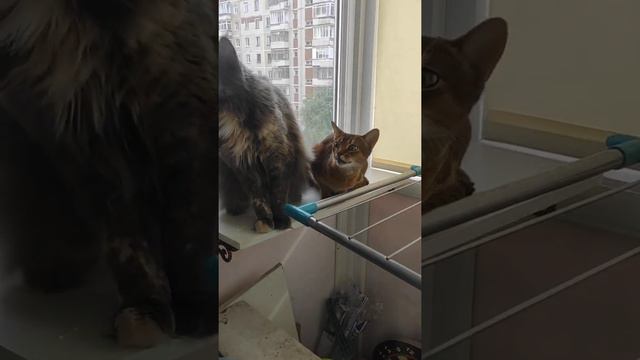 Абиссинская кошка "Сави" и пылесос... #абиссинская смотреть онлайн