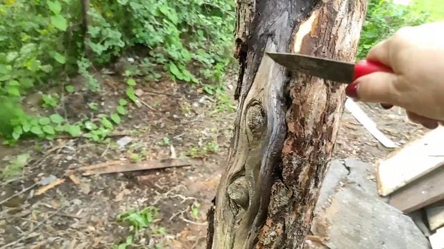 07.07.22.Дача..Старая яблоня.. чистка коры..обработка..