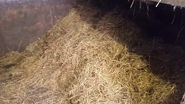 Солома или опилки для поросят ? Моё личное мнение... смотреть онлайн