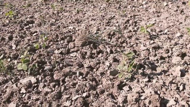 Испытания ротационной бороны БР-9г по сои, на полях хозяйства "Вілія" смотреть онлайн