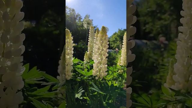 Белые люпины красиво сочетаются с белыми аллиумами смотреть онлайн