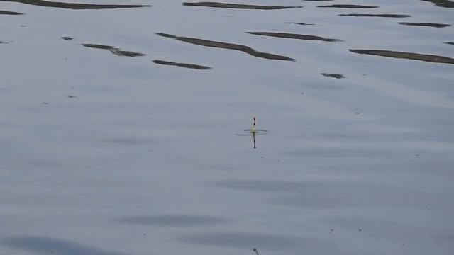 Рыбалка на карася весной на ЧЕСНОК | Поклёвки карася на поплавок | Поплавочная маховая удочка смотреть онлайн