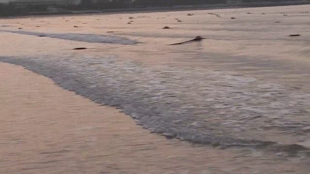 РАННЕЕ УТРО. ЮЖНО-КИТАЙСКОЕ МОРЕ (Sanya, Hainan, China) смотреть онлайн