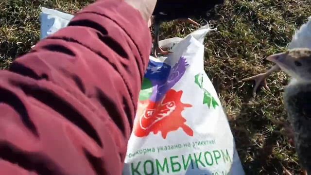 Вес индюшат в 40 дней на РАМЕНСКОМ комбикорме❗Я нашел самый лучший и качественный корм для птицы! ? смотреть онлайн