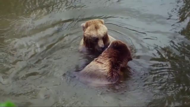 Brown bear...... the animals for kids and children смотреть онлайн