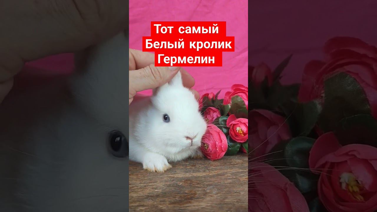 Тот самый кролик гермелин ❤️ смотреть онлайн
