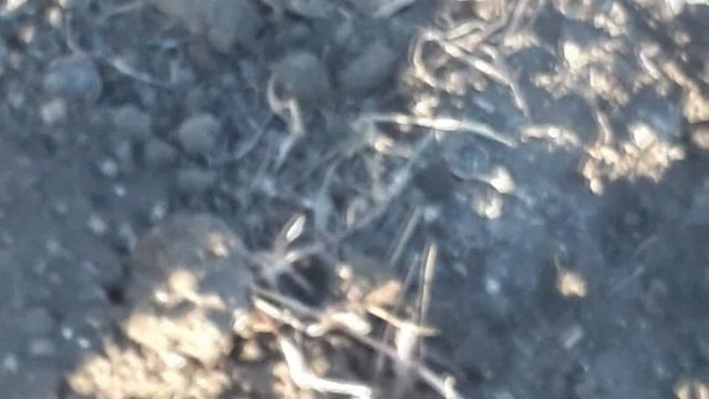 НАС ОТАКОВАЛИ ПАУКИ ТАРАНТУЛЫ, К НАМ ПРИШЛО СЧАСТЬЕ РЫЖИЙ КОТ смотреть онлайн