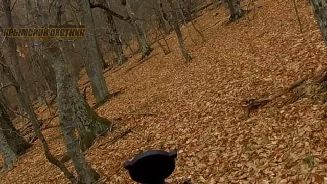 Красиво беру 2-х кабанов в одном загоне! 18+ смотреть онлайн