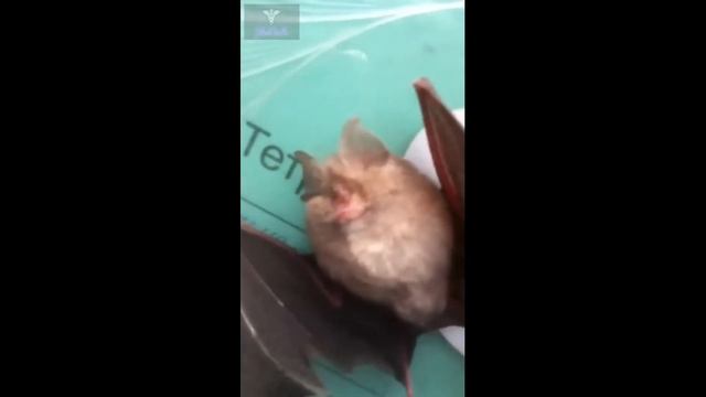 Летучая мышка) ЩЕКИ с КРЫЛЬЯМИ. Приколы про животных смотреть онлайн