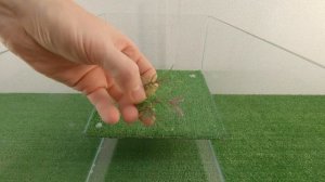 Красноухая черепаха, уход и содержание дома. Как сделать аквариум для красноухой черепахи.