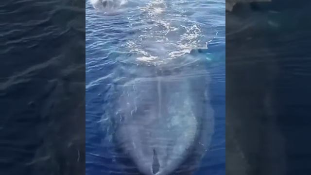 Как дышит синий кит