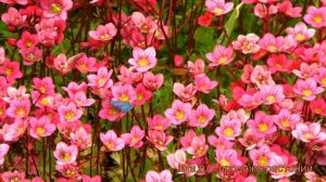 Камнеломка арендса Розеа (saxifraga arendsii rosea) ? обзор: как сажать, рассада камнеломки Розеа