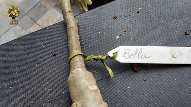 🌺 Lote de rosas do deserto comprado de APOLONIA GRADE смотреть онлайн