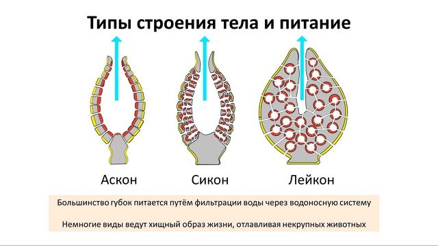 4. Тип Губки (7 класс) - биология, подготовка к ЕГЭ и ОГЭ 2018 смотреть онлайн