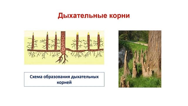 Тема 24. Видоизменения корня смотреть онлайн