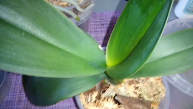 Наращивание корней с нуля у орхидеи Новая реанимашка Нет корней и тургора. смотреть онлайн