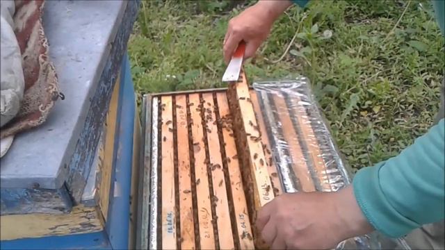 Первая прививка Бакфаста 2017 г. смотреть онлайн