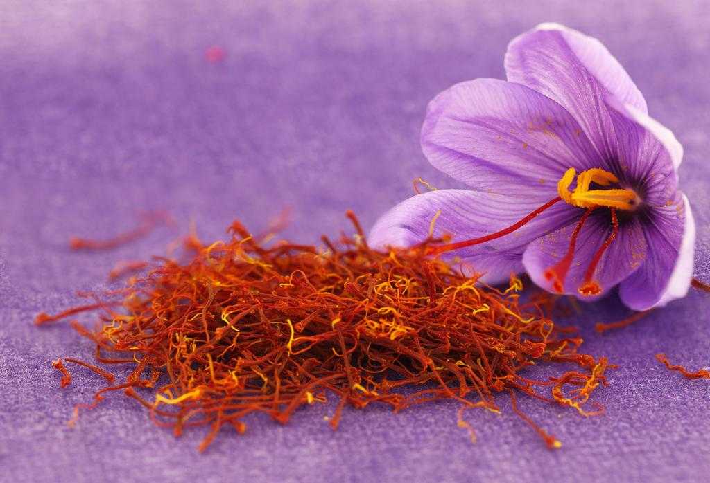 Шафран (специя) / Saffron  / Как это растет смотреть онлайн
