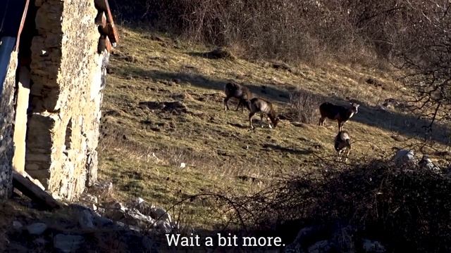 Mouflon Hunt / Muffeljagd / Caccia Muflone / Chasse / Polowanie Muflony / Mouflonjakt /Slovenia 202 смотреть онлайн