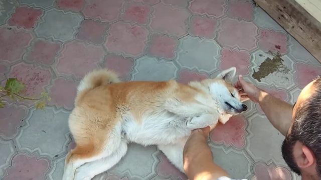 Акита кайфушник / смешные собаки смотреть онлайн