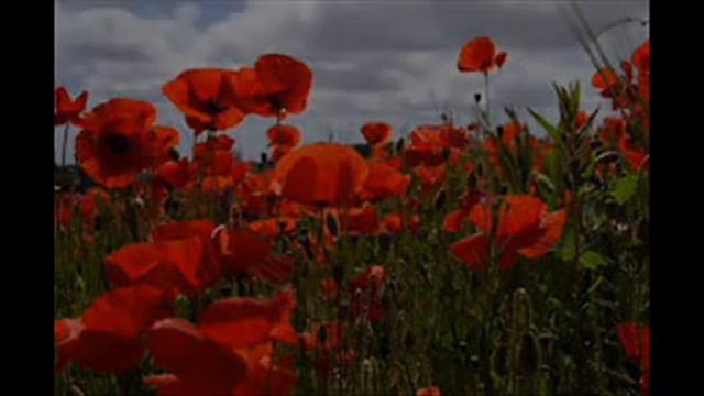 In Flanders Fields смотреть онлайн