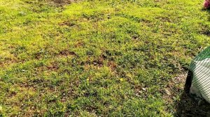 Купила МЕХАНИЧЕСКУЮ ГАЗОНОКОСИЛКУ. Моё МНЕНИЕ.  16.июня 2020г.