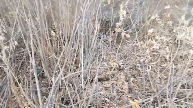 как убираем старые кусты ивы тримером смотреть онлайн