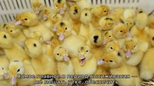 Сколько утка сидит на яйцах