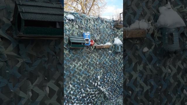 птиц нет смотреть онлайн