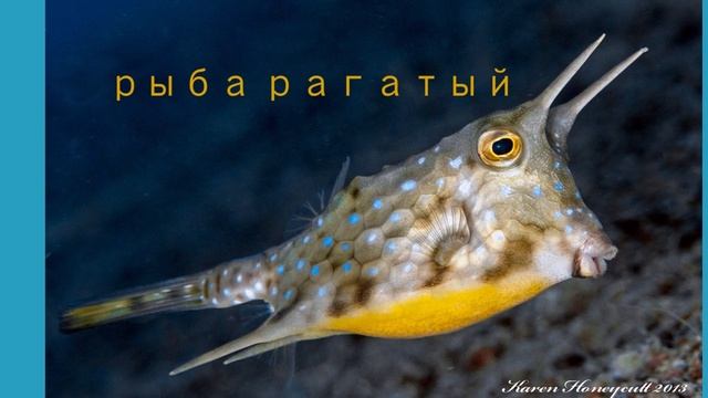 необычные рыбы смотреть онлайн