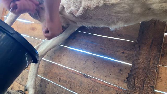 Как я козу доила) Утреняя дойка Зорьки. смотреть онлайн