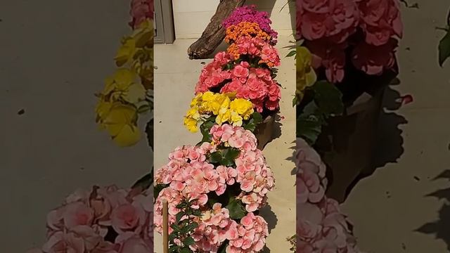 HONGKONG FLOWERS WOW BEAUTIFUL @Marivic Urolaza смотреть онлайн