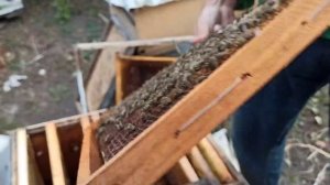 как объединить два отводка пчел без потери пчелиной матки.объединение пчел осень