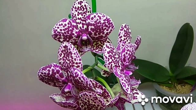 С праздником,милые девочки???!!! смотреть онлайн