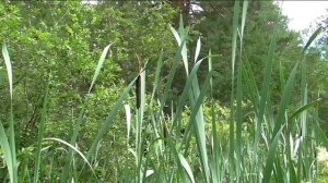 Лесной ручеек