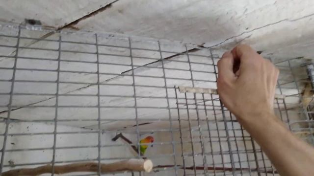 Важную роль играют в разведении попугаев ветки Ивы! смотреть онлайн