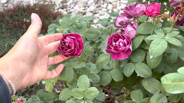 Новый препарат от хлороза и пробежка по саду 3 сентября 2022 г. смотреть онлайн