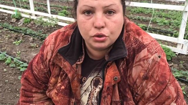 Обзор клубники | первогодка | маточники смотреть онлайн