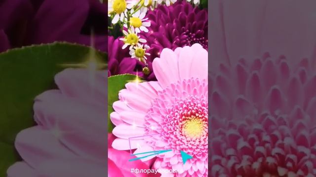 хризантема одноголовая, необыкновенный цвет, вишневая насыщенная, немного разбавили розовым #букет смотреть онлайн