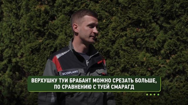 ? Особенности СТРИЖКИ ТУИ Смарагд, Брабант, Западная Шаровидная | ЖИВАЯ ИЗГОРОДЬ смотреть онлайн